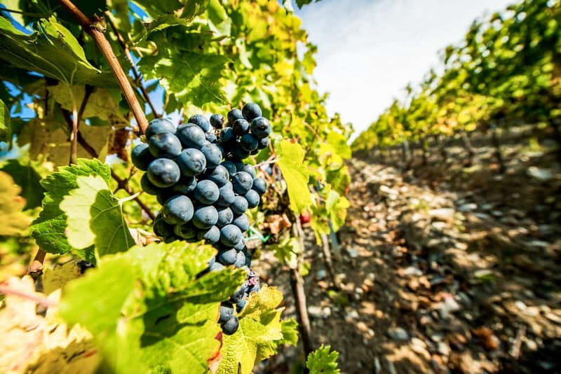 From Florence: Tuscany Wine & Food Tour with Guide - Why this day trip works from Florence