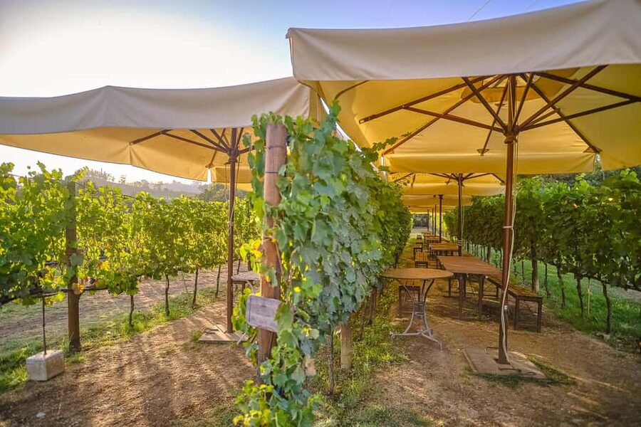 From Florence: Wine Tasting and Dinner in Chianti Vineyards - The first estate: vineyards, cellar, and olive oil