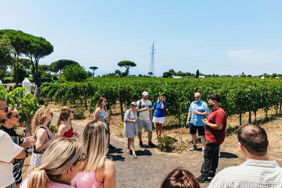 From Naples: Wine Tasting Tour on Vesuvius Slopes with Lunch - The wine tasting: Falanghina, Lacryma Christi, and Aglianico