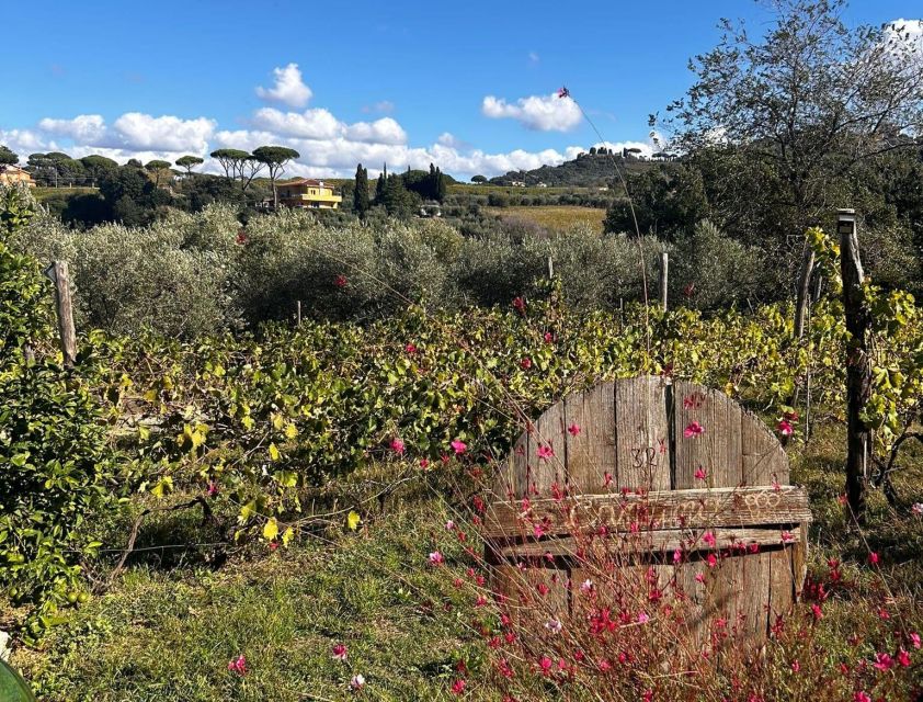 From Rome: Half-Day Frascati Wine Tour with Farmhouse Lunch - Walking through Frascati before the vineyard
