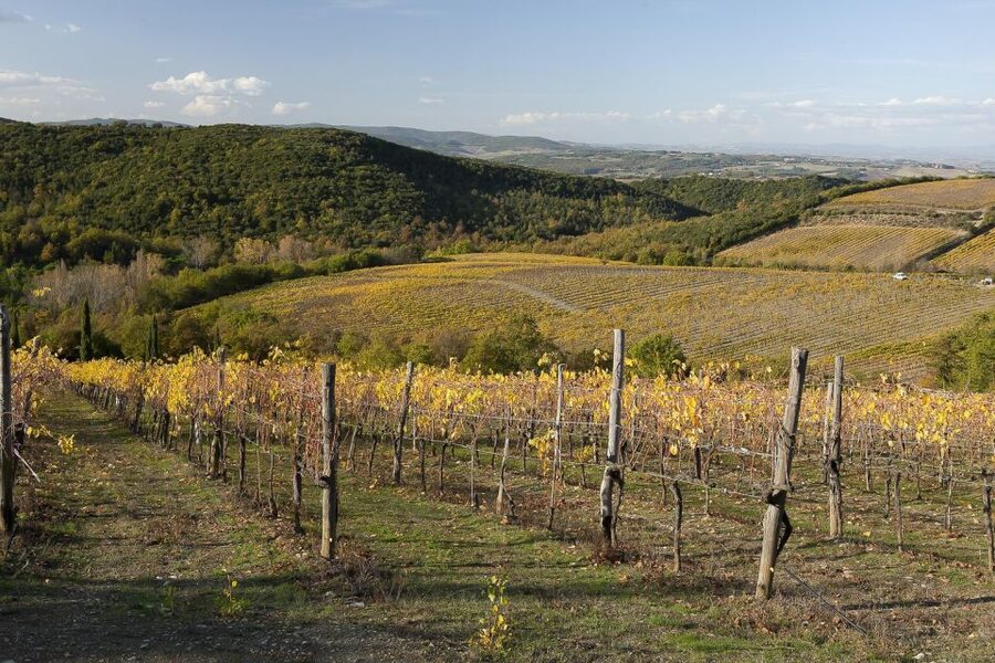 From Siena: Brunello di Montalcino Guided Wine Tour W/ Lunch - Is $203.91 good value?