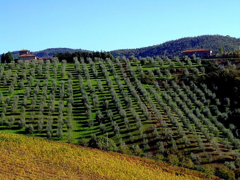 From Siena: Chianti and Castles Tour with Wine Tastings - The first winery, from formal presentation to generous pours