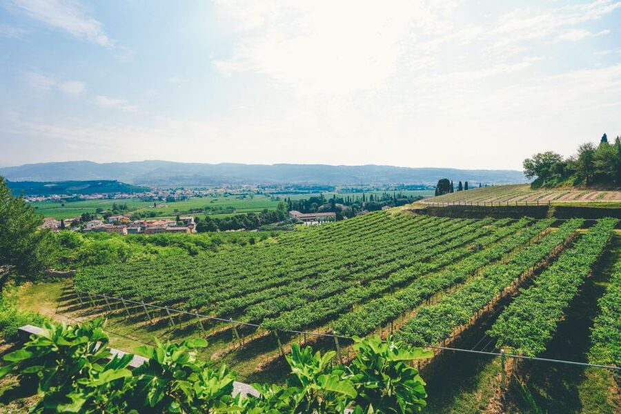 From Verona: Valpolicella and Amarone Wine Tasting Tour - Amarone and Ripasso without the jargon