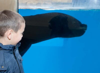Gardaland SEA LIFE Aquarium: Open Date Entry Ticket