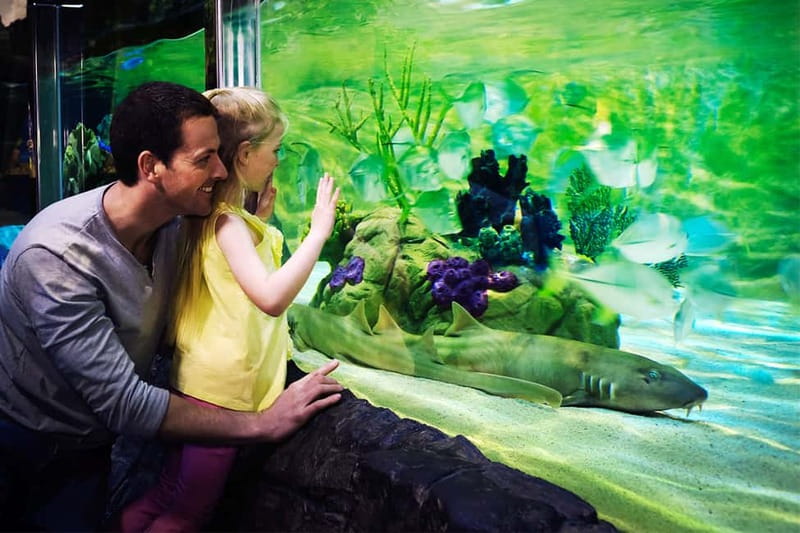Gardaland SEA LIFE Aquarium: Open Date Entry Ticket - Sea lions and the limited presentation space