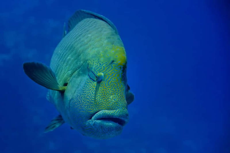 Gardaland SEA LIFE Aquarium: Open Date Entry Ticket - Strollers, baby carriers, and access