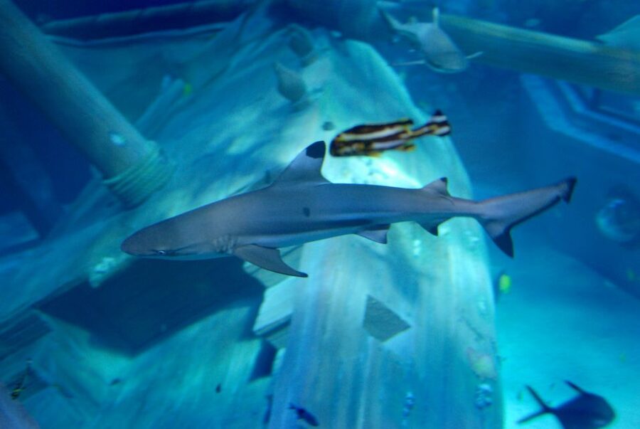 Gardaland SEA LIFE Aquarium: Open Date Entry Ticket - Conservation and what you take away