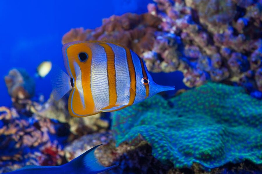 Genoa: Aquarium & Christopher Columbus' House Entry Tickets - How to plan the one-day visit