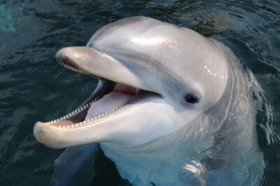 Aquarium of Genoa & City of Children and Youth Ticket
