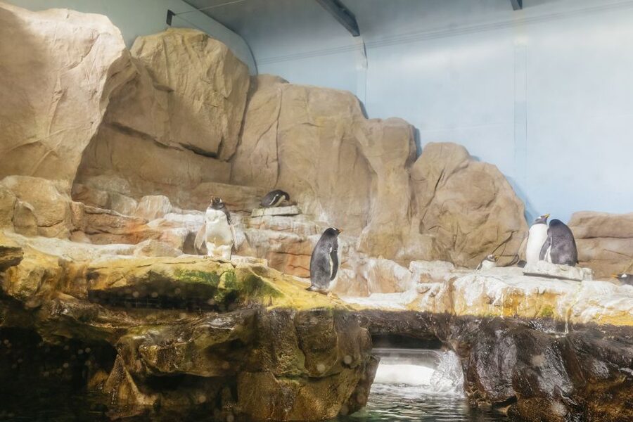 Genoa: Aquarium of Genoa Entry Ticket - Key points to know before you go