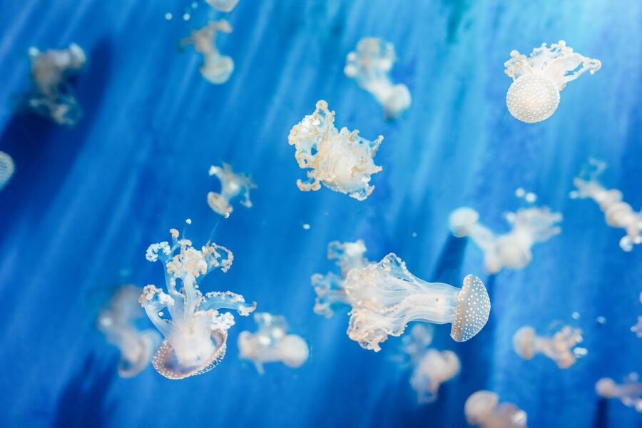 Genoa: Aquarium of Genoa Entry Ticket - From Antarctic penguins to tropical reef fish