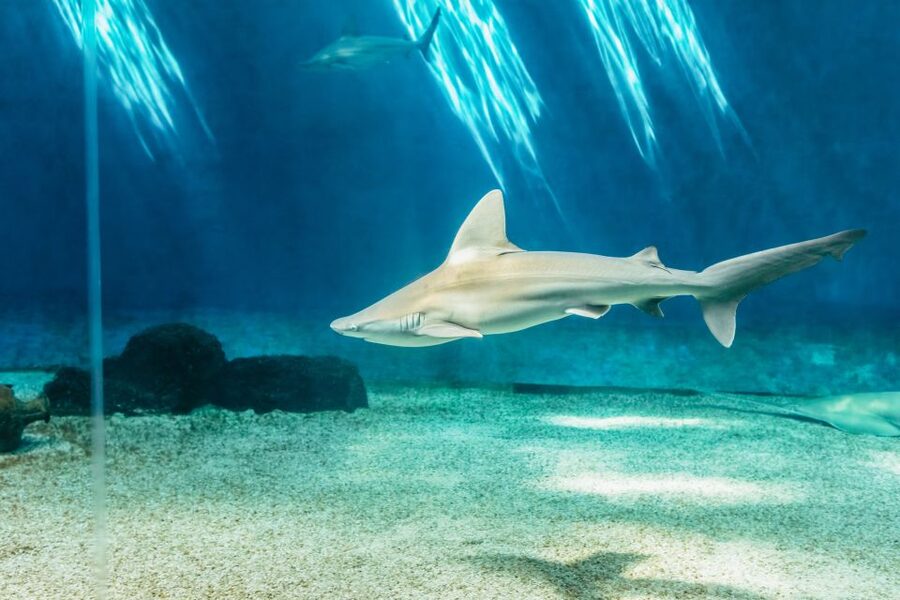 Genoa: Aquarium of Genoa Entry Ticket - The Cetacean Pavilion and bottlenose dolphins