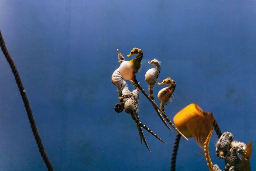Genoa: Aquarium of Genoa Entry Ticket - How long should you plan?