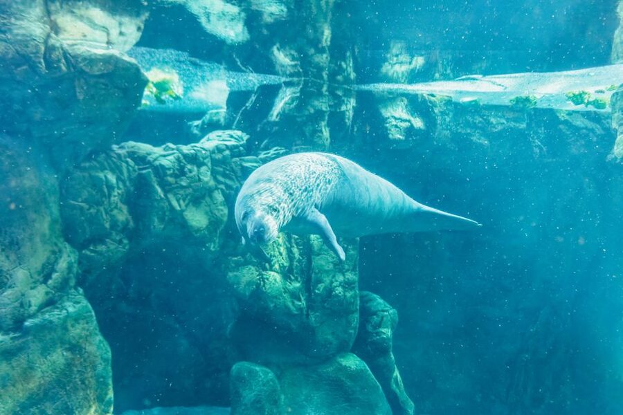 Genoa: Aquarium of Genoa Entry Ticket - Conservation and learning