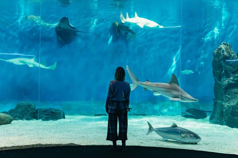 Genoa: Aquarium of Genoa with Lunch - Key points to know before booking