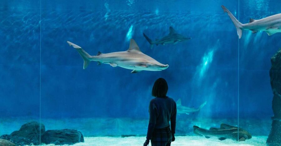 Genoa: Aquarium of Genoa with Lunch - My practical verdict on the $42 package