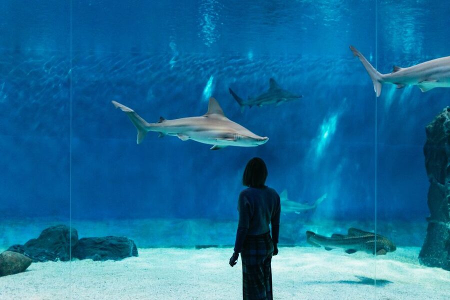 Genoa: Aquarium of Genoa with Lunch - What you are really buying for $42