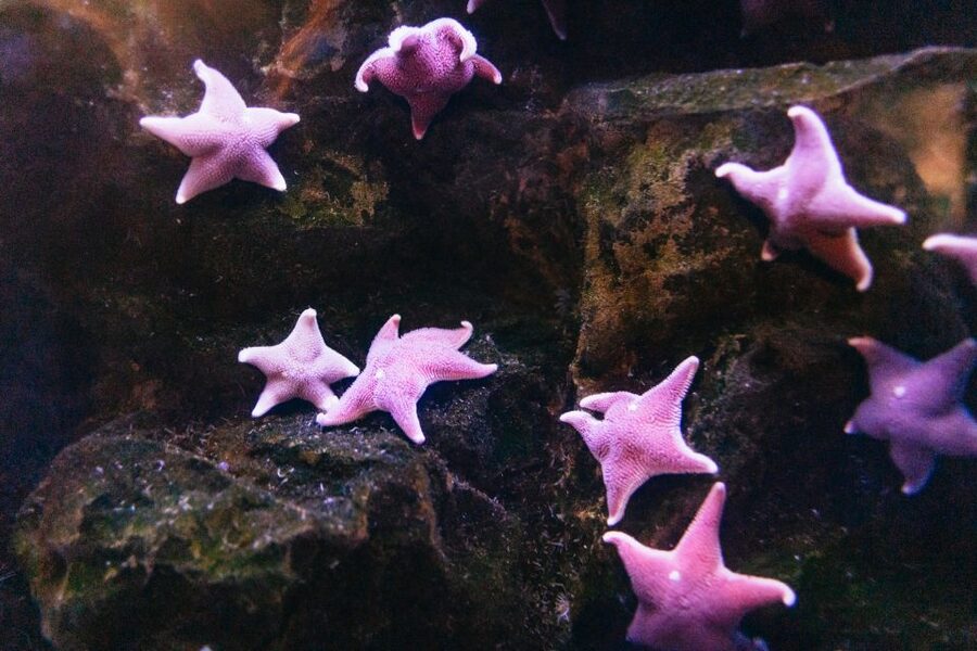 Genoa: Aquarium of Genoa with Lunch - Inside Europe’s largest aquatic biodiversity exhibition