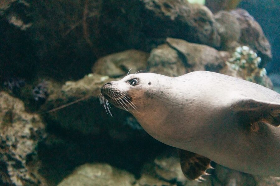 Genoa: Aquarium of Genoa with Lunch - Lunch at Tender Café from 11:30 AM to 4 PM