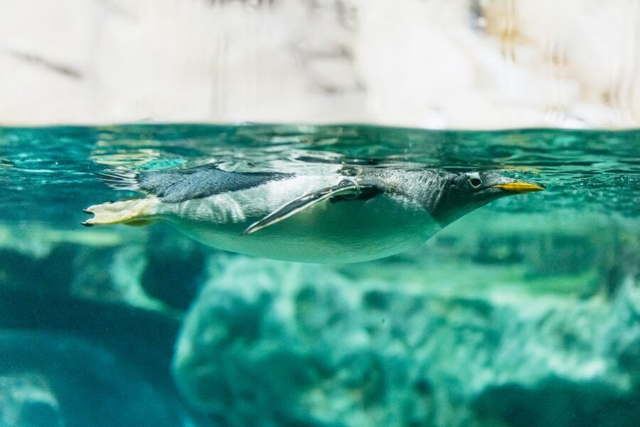 Genoa: Aquarium of Genoa with Lunch - Timing your day around entry and lunch