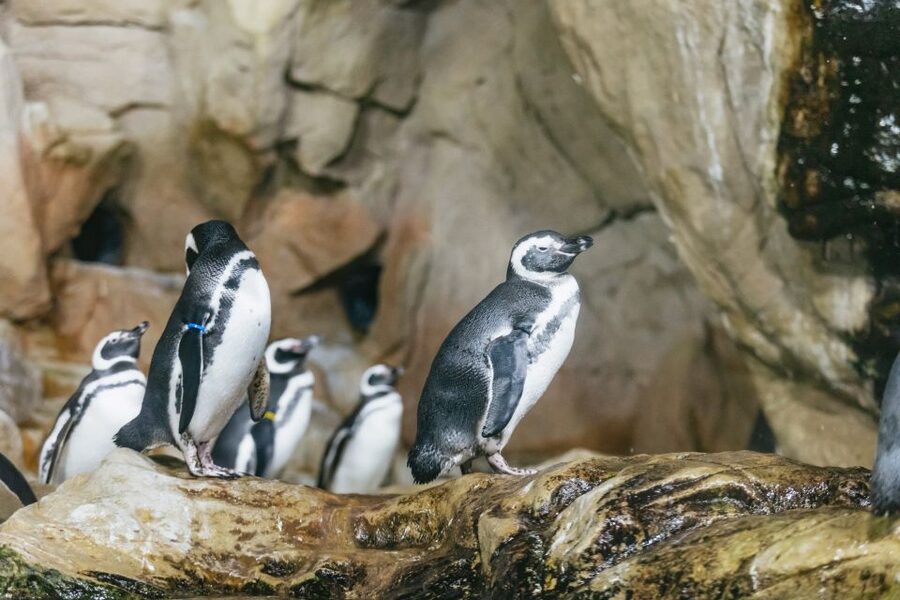 Genoa: Aquarium of Genoa with Lunch - Starting at Ponte Spinola in Genoa