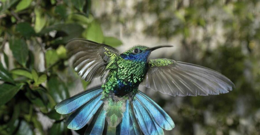 Genoa: Biosfera Entrance Ticket - What you see inside the tropical habitat