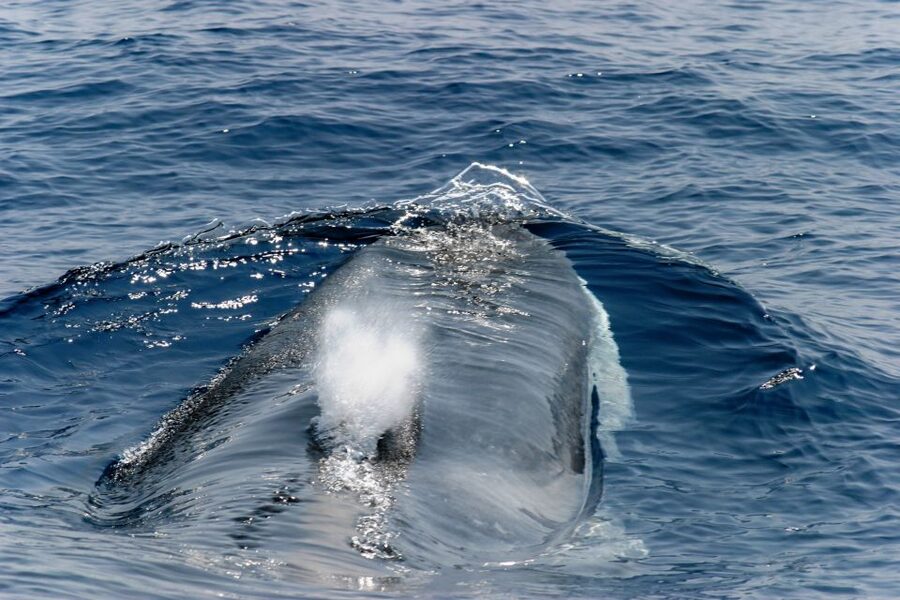 Genoa: Cetacean Watching Cruise with Marine Biologist Guide - The search for a fin whale or sperm whale