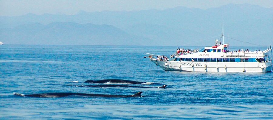 Genoa: Cetacean Watching Cruise with Marine Biologist Guide - What the marine biologist adds