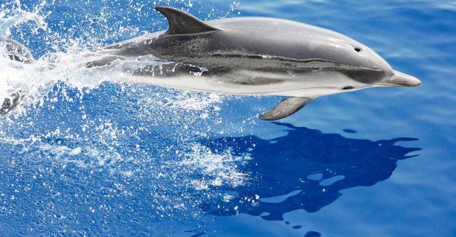 Genoa: Cetacean Watching Cruise with Marine Biologist Guide - Why the Pelagos Sanctuary matters
