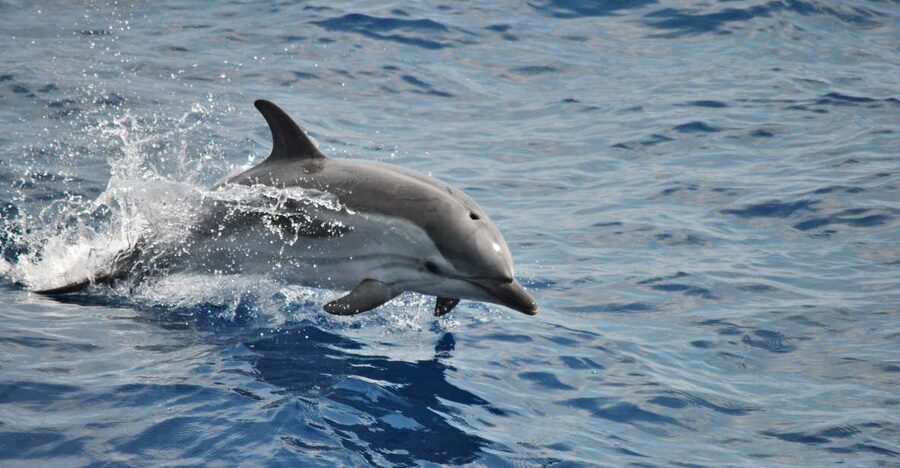 Genoa: Pelagos Sanctuary Whale Watching Cruise - Key points to know before booking