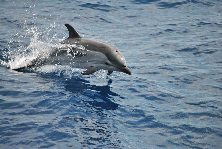 Genoa: Pelagos Sanctuary Whale Watching Cruise - From Genoa’s Porto Antico to open water