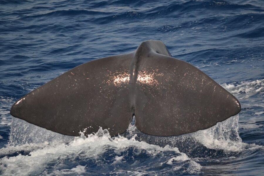 Genoa: Pelagos Sanctuary Whale Watching Cruise - The animals you might see