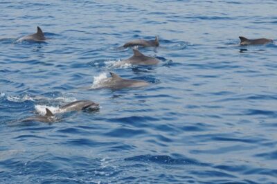 Pelagos Sanctuary Whale Watching Cruise