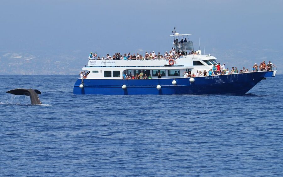 Genoa: Pelagos Sanctuary Whale Watching Cruise - The boat ride, comfort, and group feel
