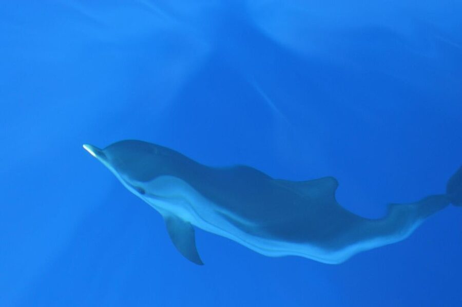 Genoa: Pelagos Sanctuary Whale Watching Cruise - When to book for the best chance