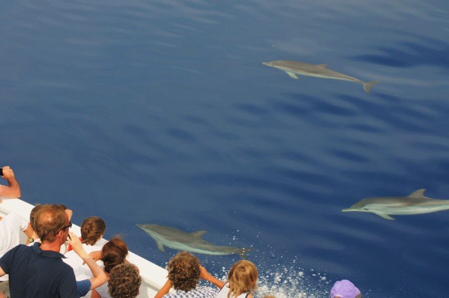 Genoa: Pelagos Sanctuary Whale Watching Cruise - Who will enjoy this cruise most