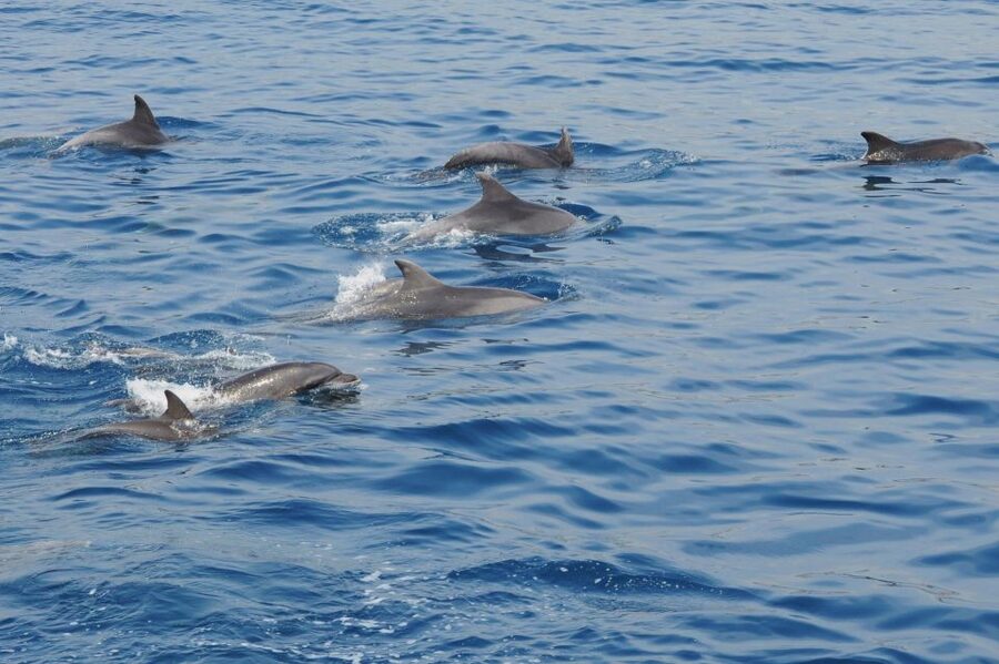 Genoa: Pelagos Sanctuary Whale Watching Cruise - Why the Pelagos Sanctuary search requires patience