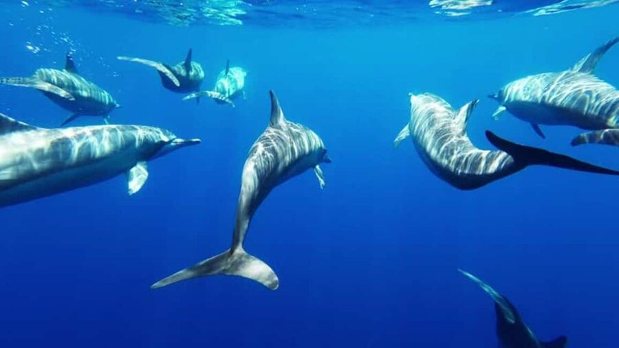 Giardini Naxos: Semi-Submarine Tour to Isola Bella - Key points to know before booking