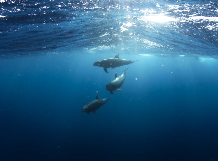 Golfo Aranci: Dolphin Watching and Snorkeling Boat Tour - Leaving Sos Aranzos for Cape Figari