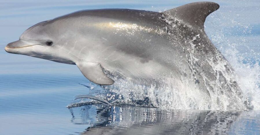 Golfo Aranci: Eco-Friendly Dolphin Watching Boat Trip - Setting out from Golfo Aranci toward Figarolo