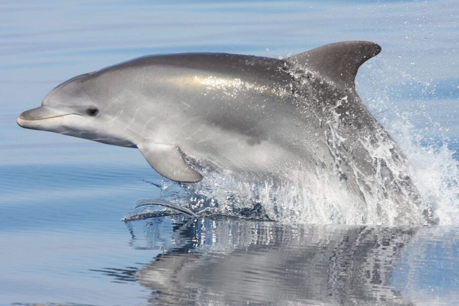 Golfo Aranci: Eco-Friendly Dolphin Watching Boat Trip - Why dolphins gather near the fish farm