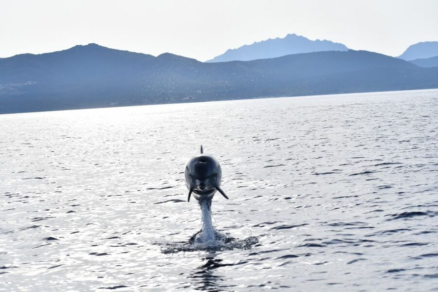 Golfo Aranci: Eco-Friendly Dolphin Watching Boat Trip - A closer look at the eco-friendly approach