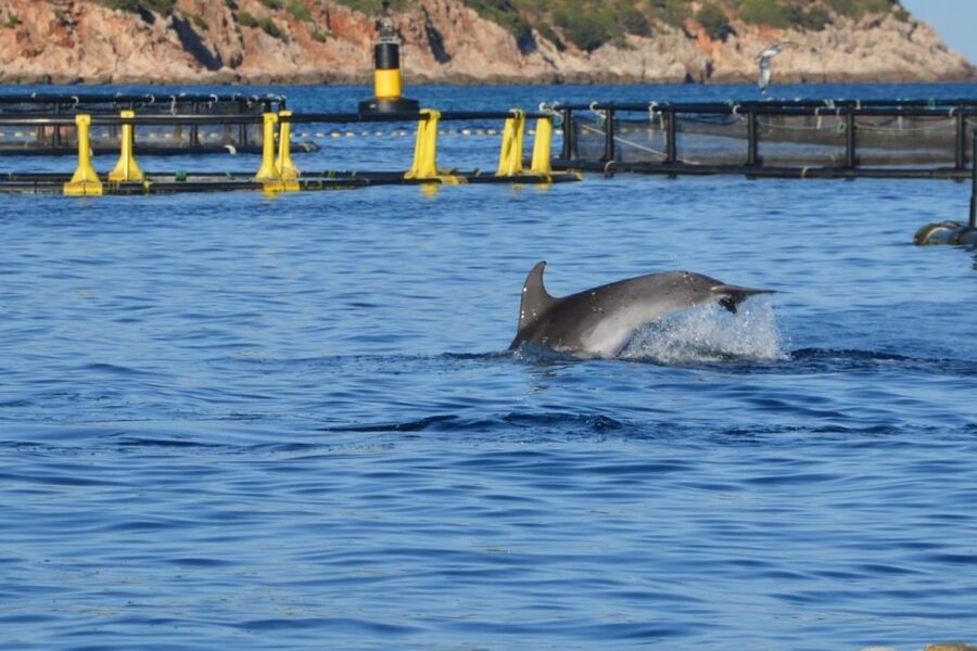 Golfo Aranci: Eco-Friendly Dolphin Watching Boat Trip - The guides make the short trip worthwhile