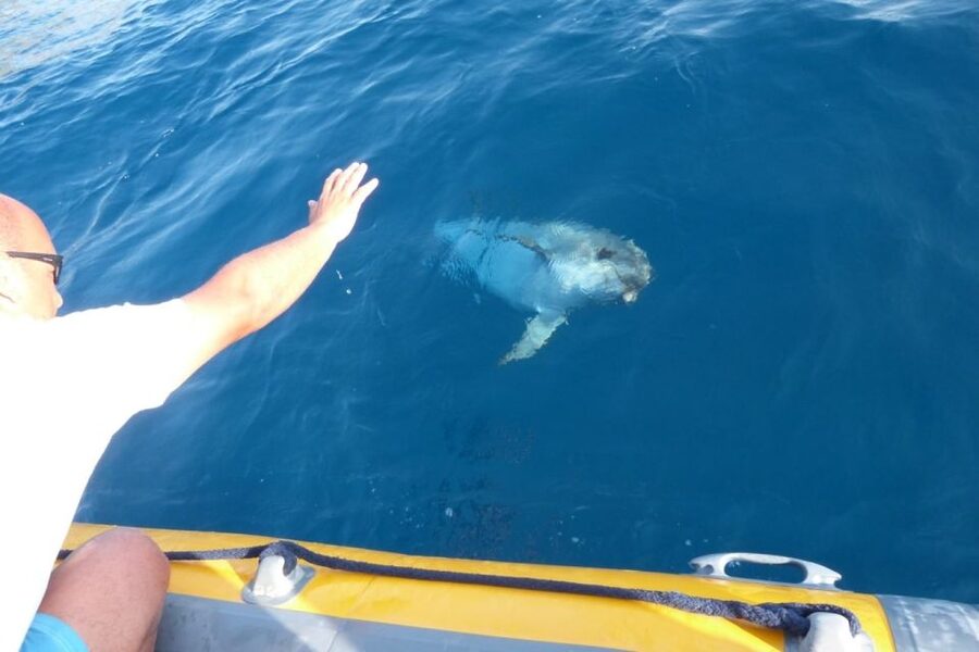 Golfo Aranci: Eco-Friendly Dolphin Watching Boat Trip - Is $41 a fair price for 90 minutes?