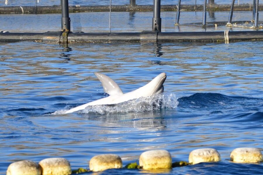 Golfo Aranci: Eco-Friendly Dolphin Watching Boat Trip - Simple ways to get more from the outing