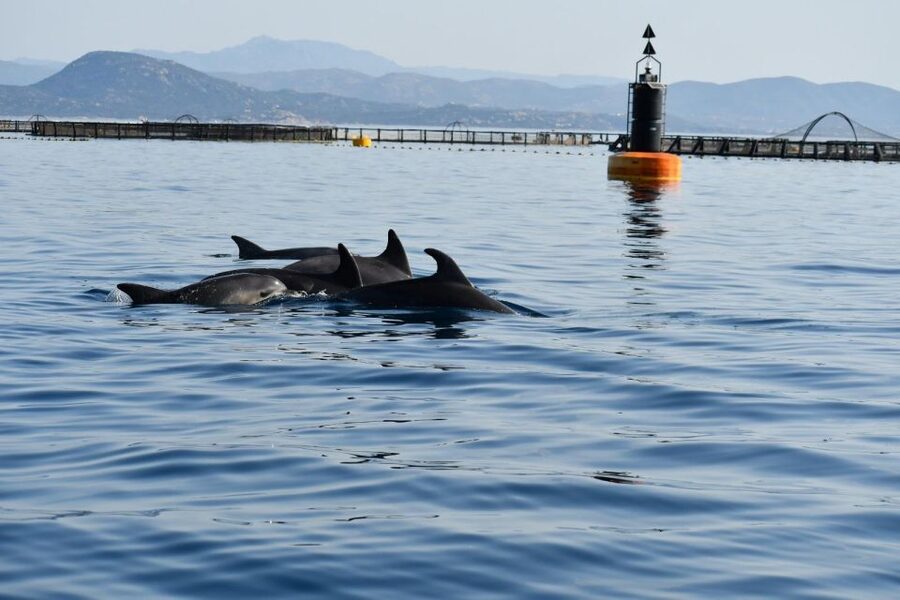 Golfo Aranci: Eco-Friendly Dolphin Watching Boat Trip - Should you book the Golfo Aranci dolphin trip?