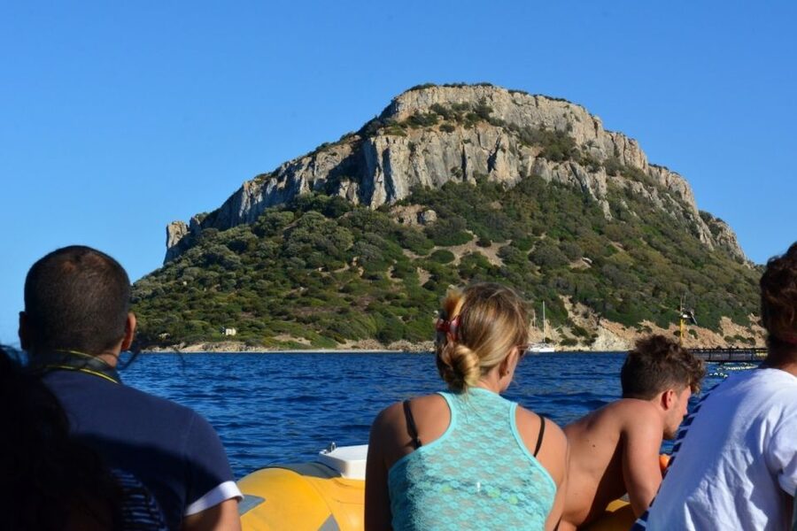 Golfo Aranci: Eco-Friendly Dolphin Watching Boat Trip - Watching a pod in its natural home