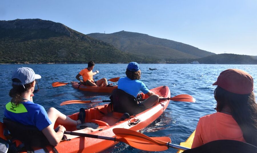 Golfo Aranci: Kayak Tour with Dolphins and Aperitif - How much value do you get for $53?