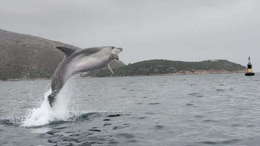 Golfo Aranci: Small group Kayak tour with Aperitif &dolphins - What the $58 price really covers