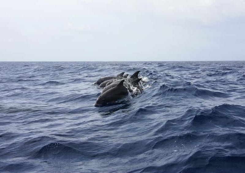 Golfo Aranci: Tavolara and Molara Snorkeling Dinghy Tour - Practical verdict: a strong half-day on Sardinia’s northeast coast